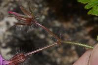 Geranium robertianum