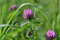 Trifolium pratense