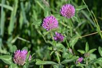 Trifolium pratense