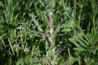 Sonchus asper