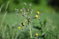 Sonchus asper