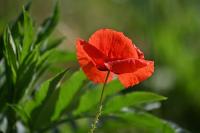 Papaver rhoeas