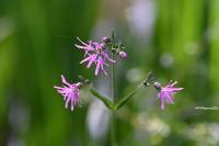 Lychnis flos-cuculi