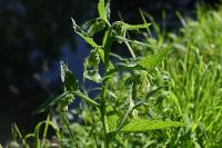 Symphytum officinale