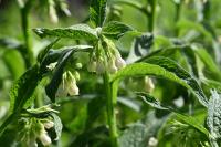 Symphytum officinale