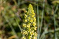 Reseda lutea