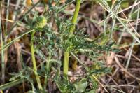 Reseda lutea