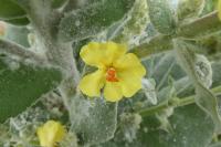 Verbascum thapsus