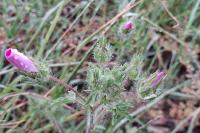 Malva setigera