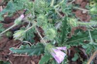 Malva setigera