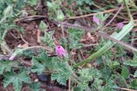 Malva setigera