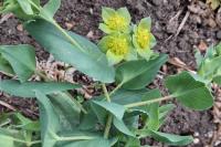 Bupleurum subovatum