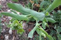 Bupleurum subovatum