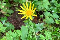 Doronicum plantagineum