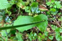 Doronicum plantagineum