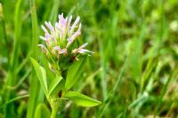 Trifolium squamosum