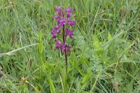 Anacamptis laxiflora