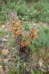 Orobanche gracilis