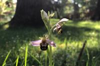 Ophrys apifera