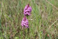 Anacamptis pyramidalis
