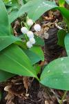 Convallaria majalis