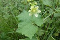 Bryonia dioica