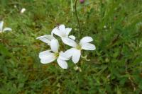 Saxifraga granulata