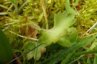 Saxifraga granulata