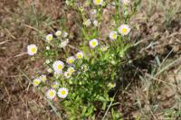 Erigeron annuus