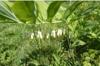 Polygonatum multiflorum