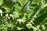 Polygonatum multiflorum