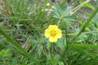 Potentilla erecta