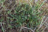 Silene otites
