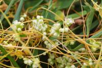 Cuscuta campestris
