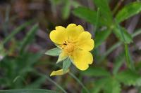 Potentilla reptans