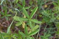 Potentilla reptans