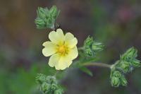 Potentilla recta