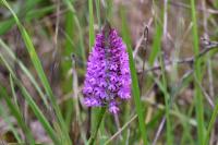 Anacamptis pyramidalis