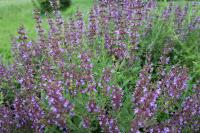 Salvia officinalis