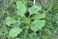 Plantago major
