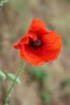 Papaver rhoeas
