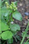 Mercurialis annua