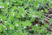 Sherardia arvensis