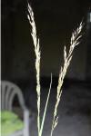 Arrhenatherum elatius