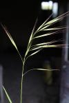 Anisantha sterilis