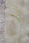 Anisantha sterilis