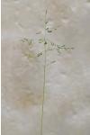 Poa trivialis