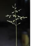 Poa trivialis