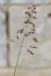 Poa pratensis