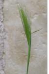 Hordeum murinum